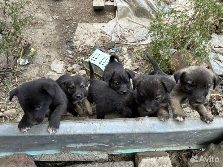 Щенки