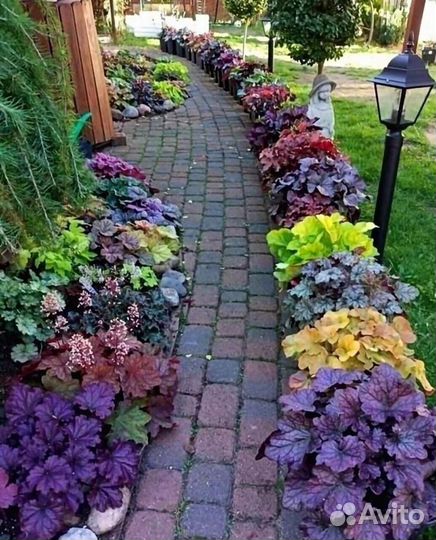 Гейхера/гейхерелла/тиарелла