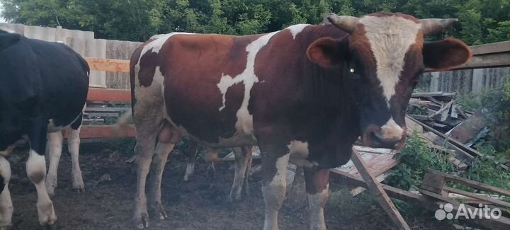 Быки и Телки