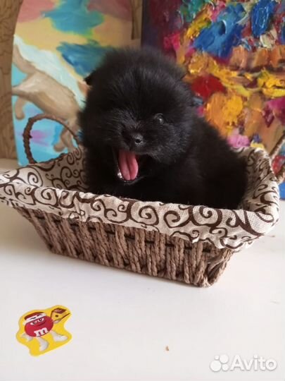 Шпиц мальчики и девочки