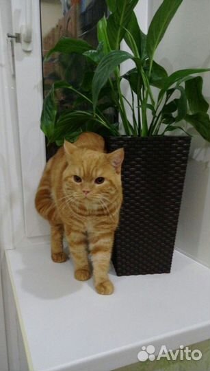 Кот для вязки, британец