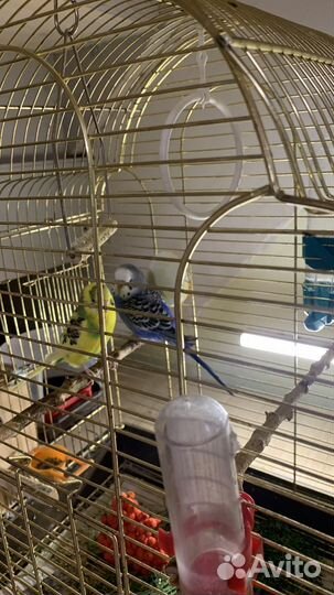 Попугай волнистые девочка и мальчик