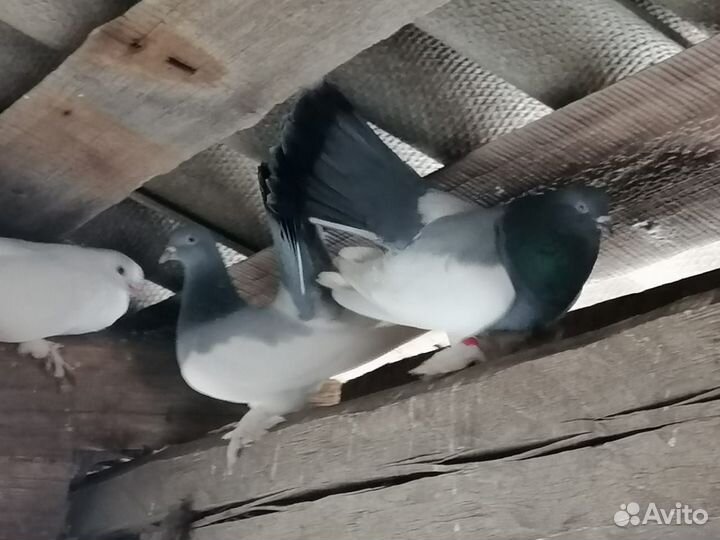 Голуби статные