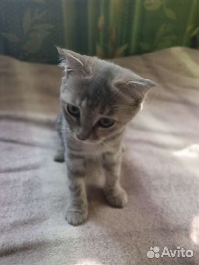 Вислоухий котёнок