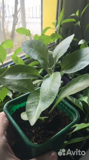 Джинура прокумбенс