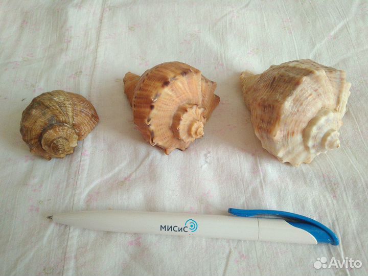 Ракушки морские