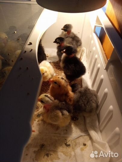 Цыплята 20 дневные