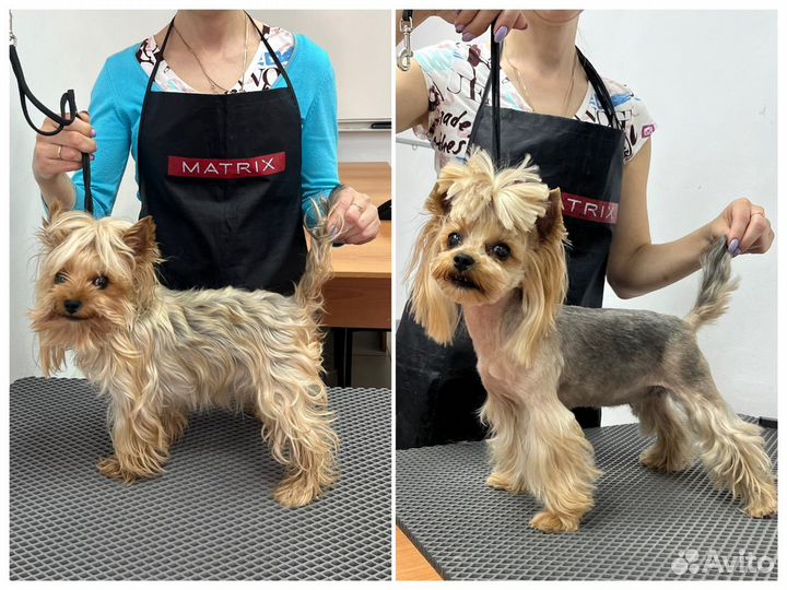 Грумер стрижка собак