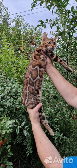 Бенгальские котята