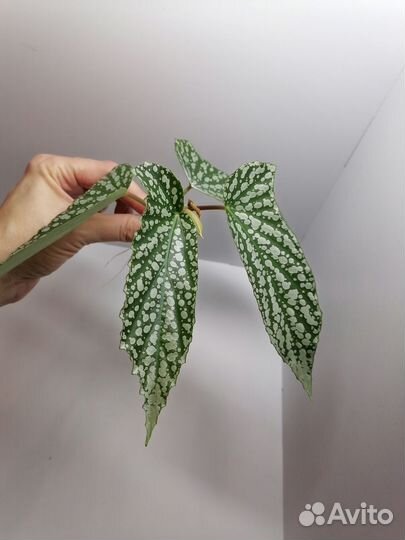 Бегония White Ice, крылья ангела