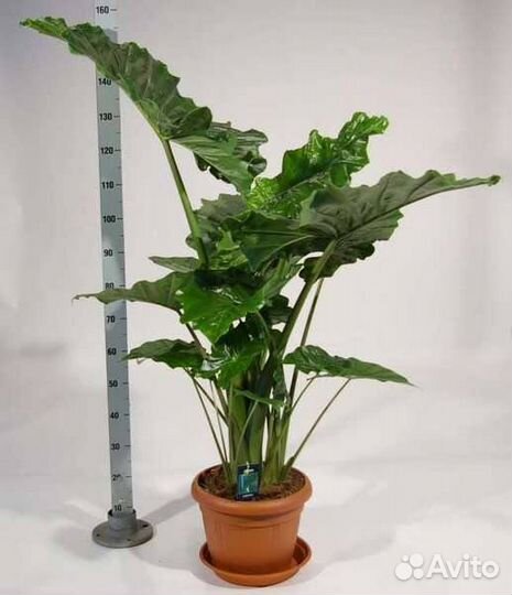 Алоказия Портодора (35) 170см