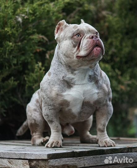 Вязка американский булли