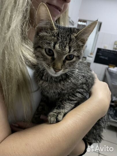 Кошка в дар бесплатно