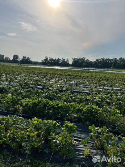 Готовый бизнес по выращиванию клубники