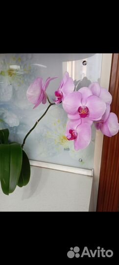 Орхидея фаленопсис