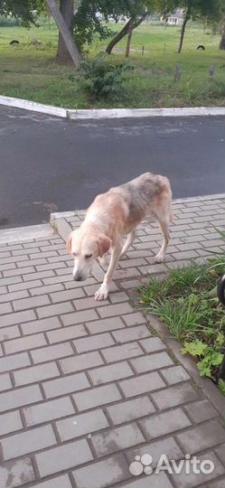 Несчастный пёс