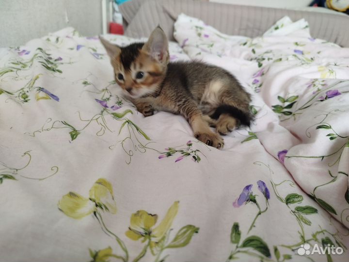 Абиссинские котята