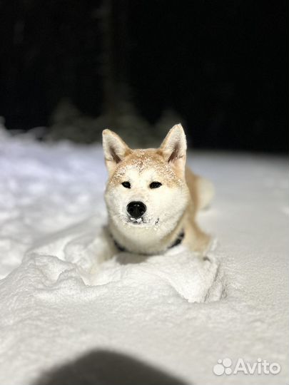 Акита ину вязка