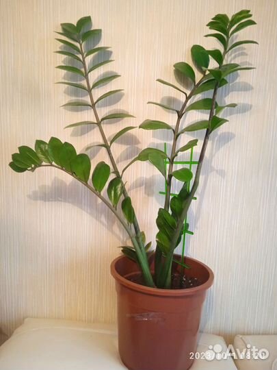 Замиокулькас