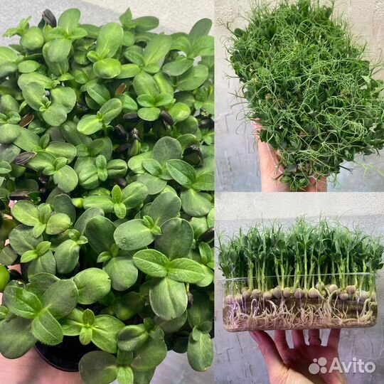 Микрозелень