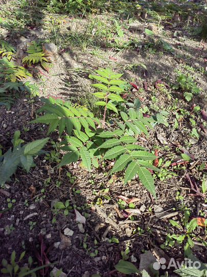Саженцы сумах оленерогий