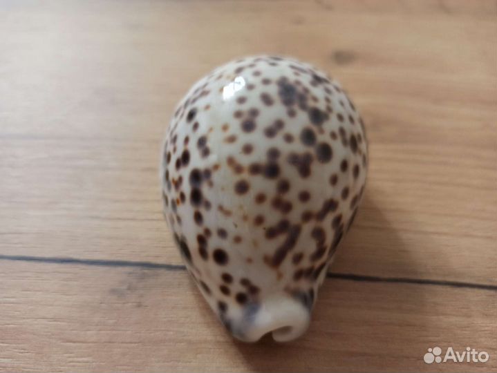 Морская раковина