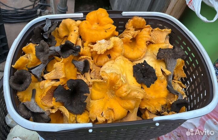 Грибы лисички