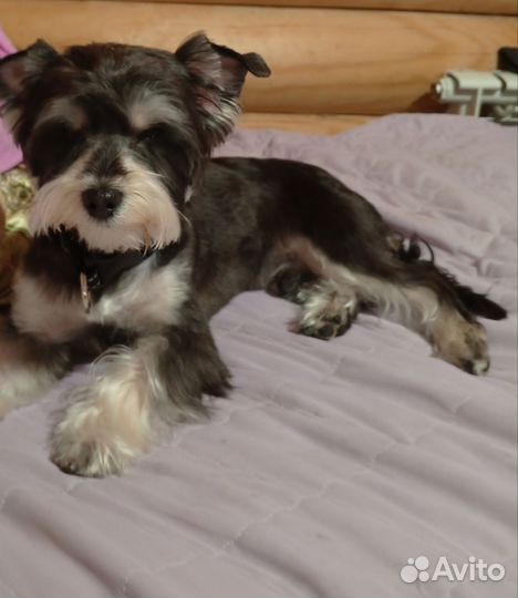 Йоркширский терьер