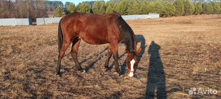 Жеребец молодой