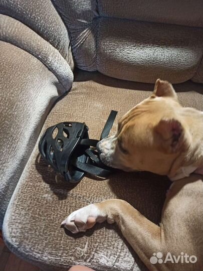 Намордник для большой собаки