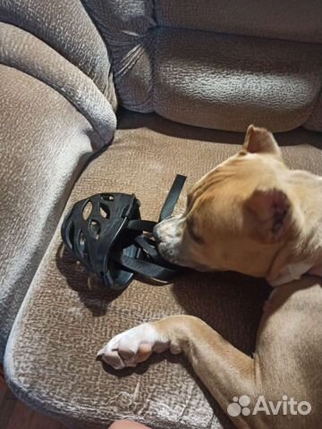 Намордник для большой собаки