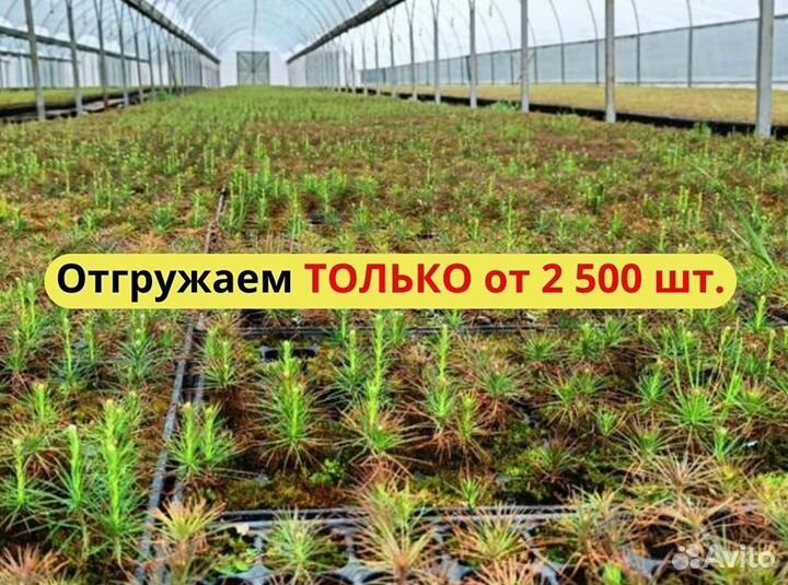 Саженцы ели европейской окс