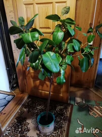 Цветы комнатные