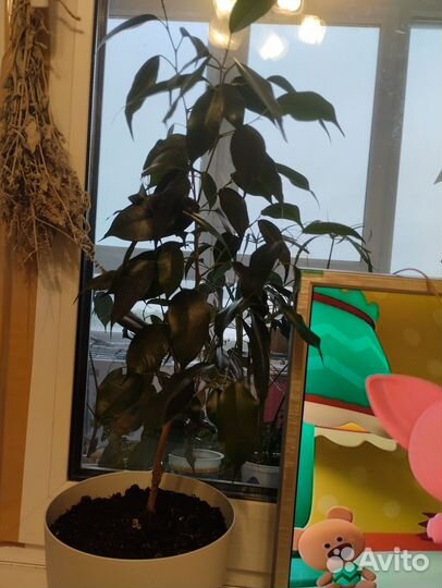 Фикус бенджамина