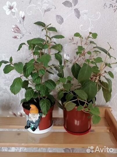 Фуксия комнатное растение