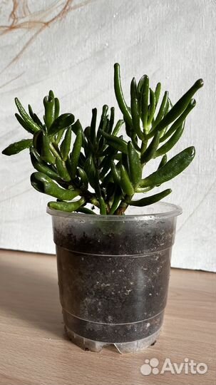 Толстянка Хоббит