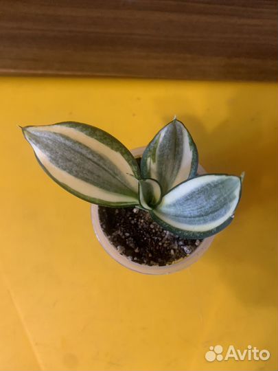 Сортовые Сансивиерии Ханни,разные