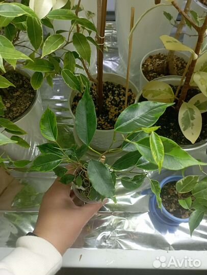 Фикус Анастасия