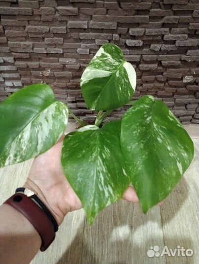 Монстера Альба