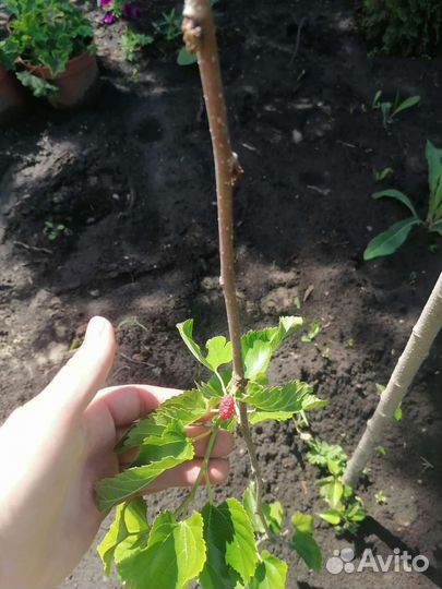 Щелковица черная