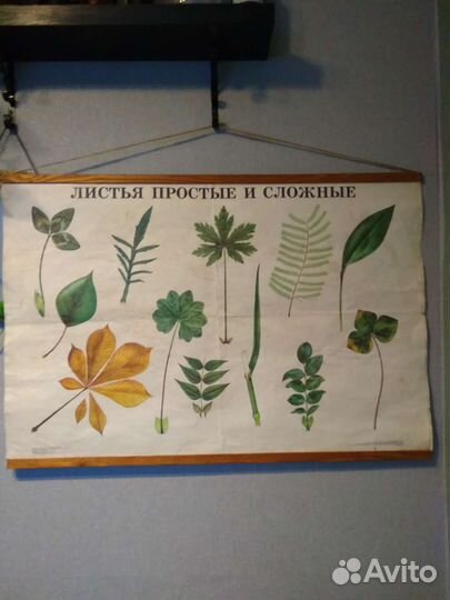 Плакаты винтажные(школьные СССР)