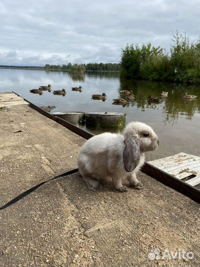 Декоративные кролики