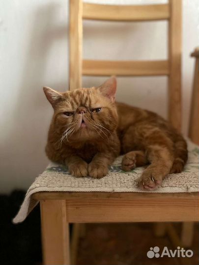 Котята экзоты