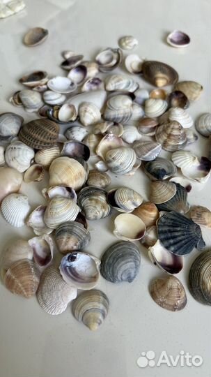 Морские ракушки