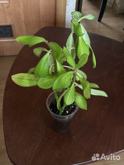 Комнатные растения2