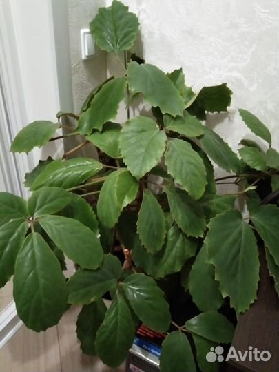 Комнатные большие цветы в горшках для дома и офиса