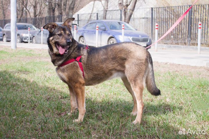 Собаки бесплатно