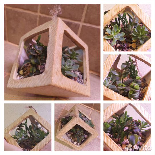 Суккуленты