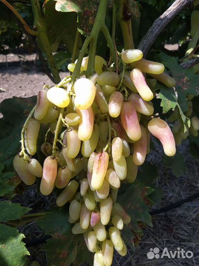 Саженцы и черенки винограда