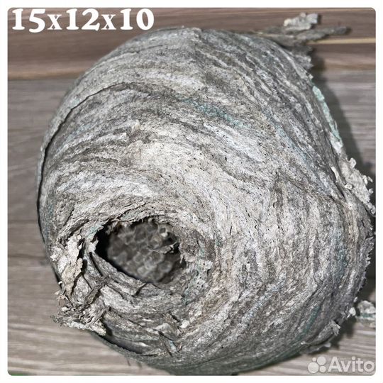 Осиное гнездо